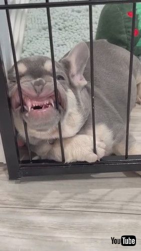 「Puppy Sleeps Leaning on Playpen || ViralHog」