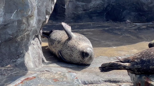アザラシフ