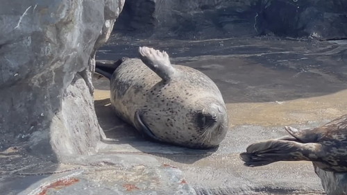 スーゴさんのポン！