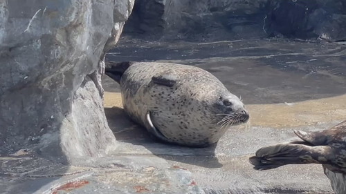 スーゴさんのポン！