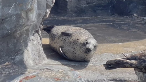 昼寝するアザラシ
