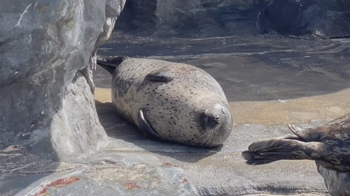 アザラシの寝顔