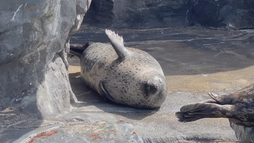 前足を上げるアザラシ
