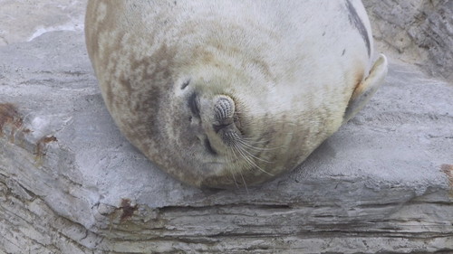 アザラシのかわいい寝顔