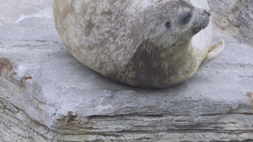 見渡すアザラシ