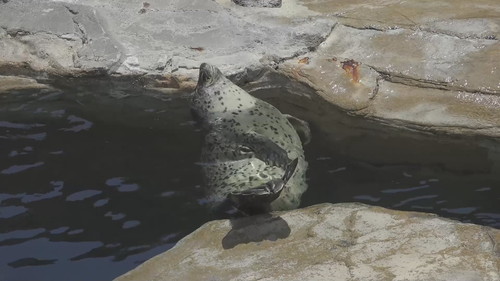 体をそわせるアザラシ