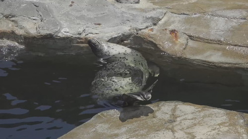 スーゴさんのポン！