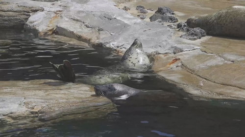 スーゴさんのポン！