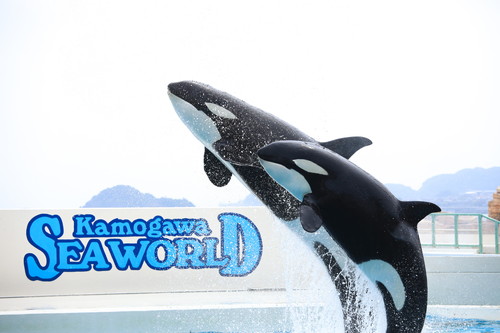 スーゴさんのポン！