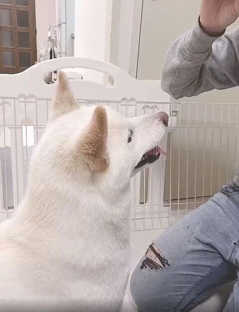 舌をだしておやつ待ちする白柴犬