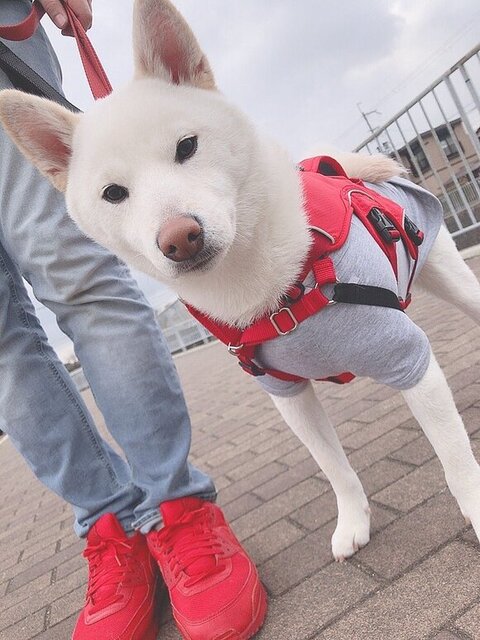 階段にいる柴犬