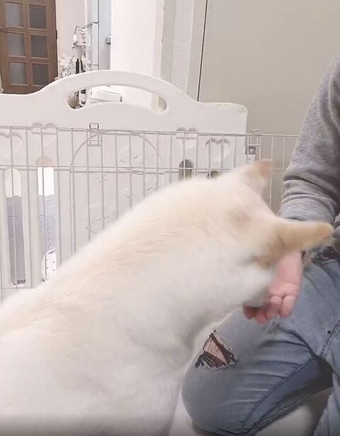 食べてる白柴犬