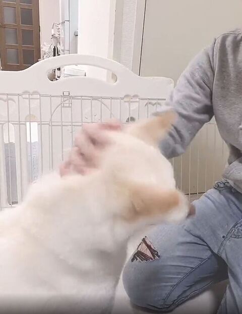 なでられてる白柴犬