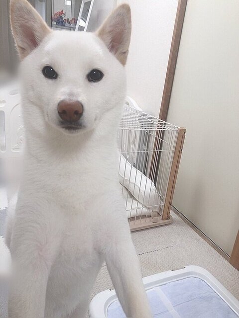 白柴犬の正面