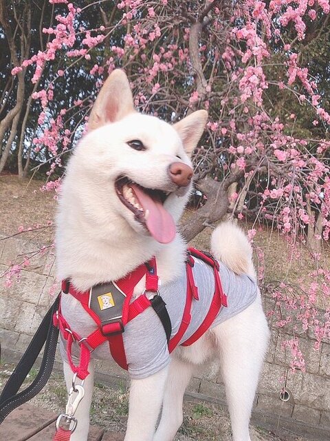 梅と白柴犬