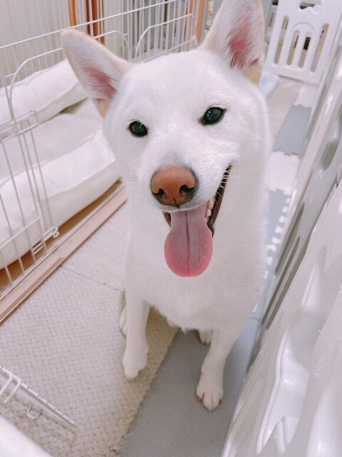 舌をだしてうれしそうな白柴犬
