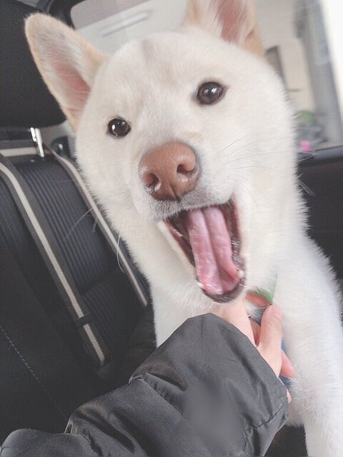 車内の白柴犬