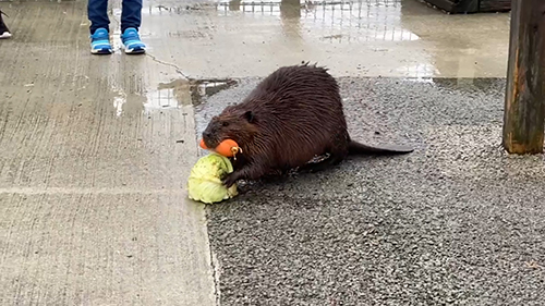 食べ物を欲張るビーバー