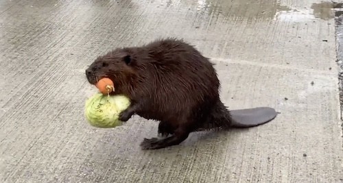 ビーバーの尻尾が地面にぺたぺた