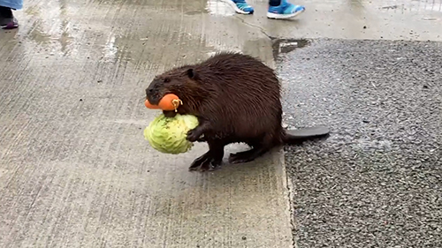 キャベツを持つビーバー