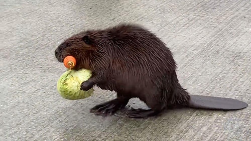 ビーバー横から