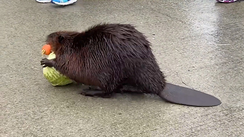 キャベツを置くビーバー