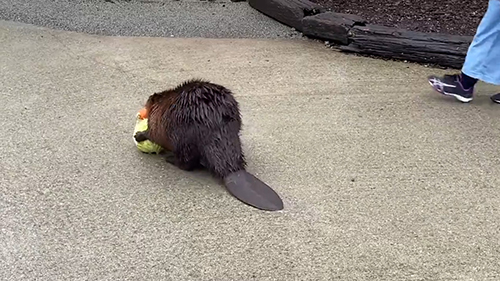 キャベツを引きずるビーバーの背中