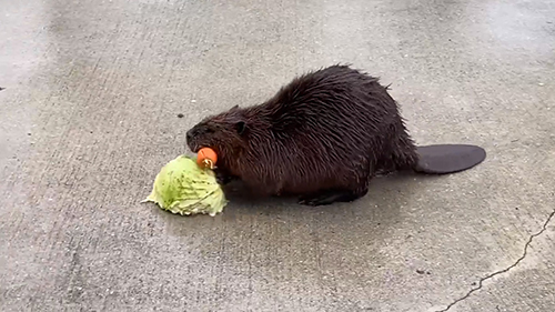 キャベツのすりおろし