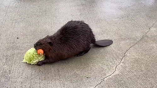 キャベツを押すビーバー