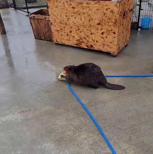 ホースを乗り越えそうなビーバー