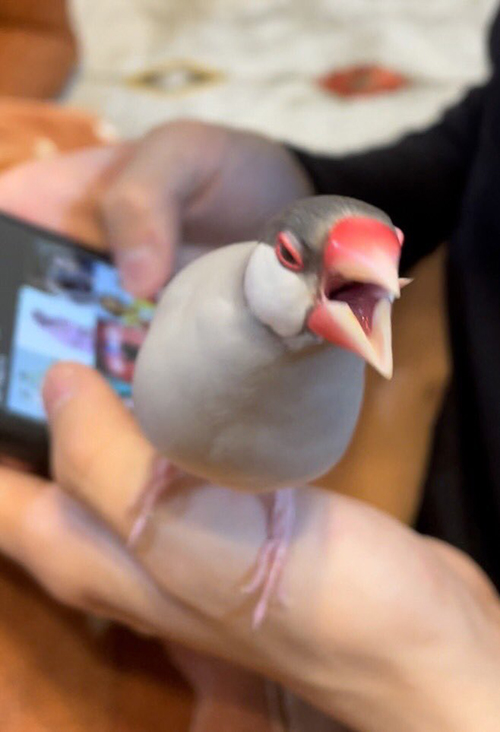 半端なお顔の文鳥さん