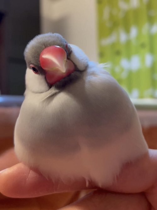 首を傾ける文鳥