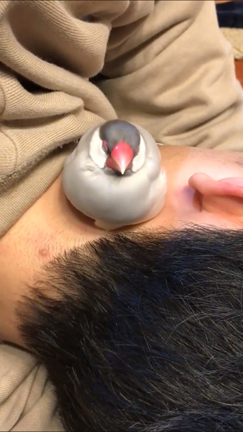 うとうとソンくん