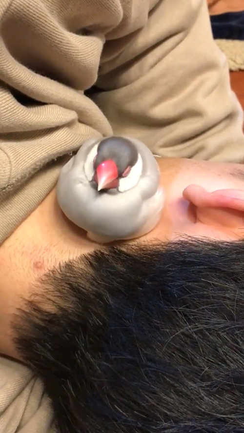 左向きうとうとソンくん