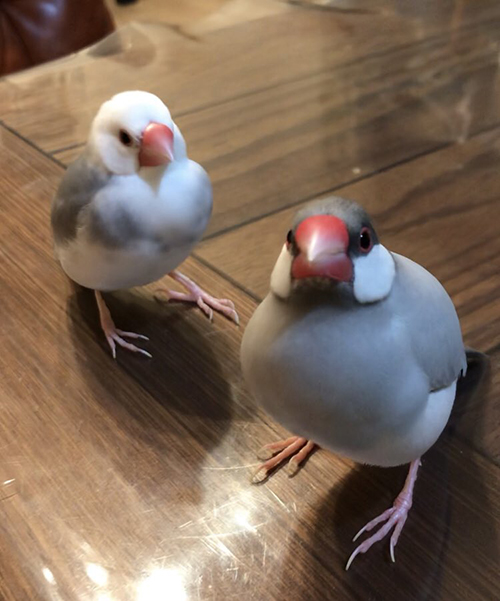 みっちりうさぎさん