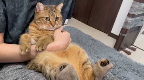 スリッパを履いた猫