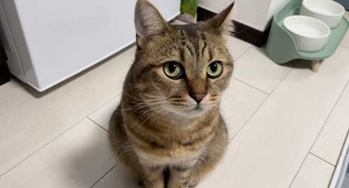 カメラ目線の猫