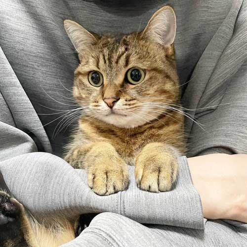 抱っこされた猫