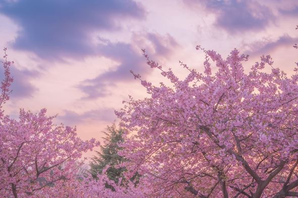 夢の中のような春の風景