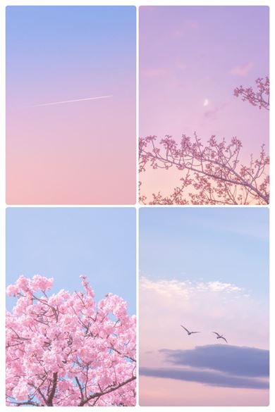 写真  風景 景色 フォトグラファー 桜 さくら 春