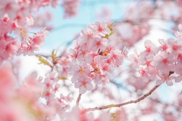 写真  風景 景色 フォトグラファー 桜 さくら 春