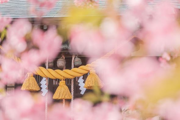 写真  風景 景色 フォトグラファー 桜 さくら 春