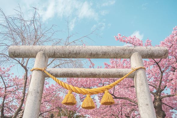 写真  風景 景色 フォトグラファー 桜 さくら 春