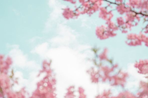 写真  風景 景色 フォトグラファー 桜 さくら 春