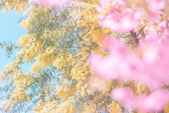 写真  風景 景色 フォトグラファー 桜 さくら 春