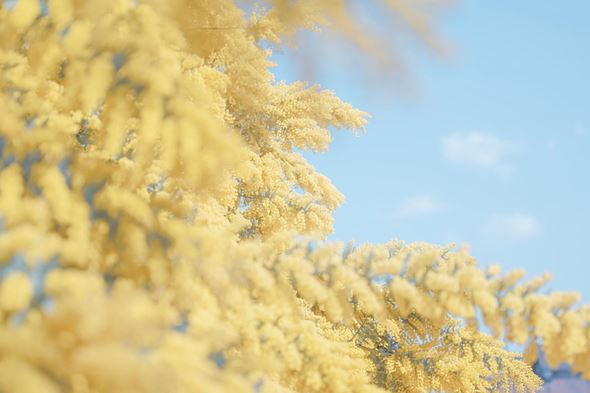 写真  風景 景色 フォトグラファー 桜 さくら 春