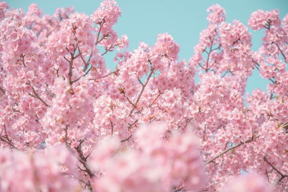 写真  風景 景色 フォトグラファー 桜 さくら 春