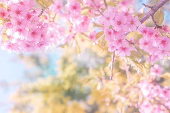 写真  風景 景色 フォトグラファー 桜 さくら 春