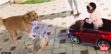 ワンちゃんのケンカを止めたい女の子