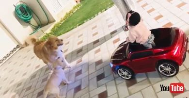 ワンちゃんのケンカを止めたい女の子